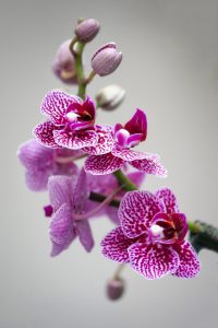 Orchideen